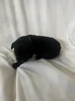 Green Girl, a male Cane Corso for sale in Fort Worth, TX – Photo 7 of 8