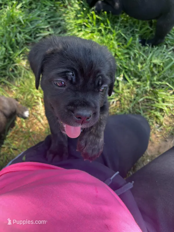 White Girl – Cane Corso puppy for sale in Fort Worth, TX