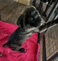 Yellow Girl, a female Cane Corso for sale in Fort Worth, TX – Photo 3 of 8