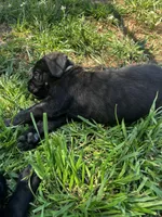 White Girl, a female Cane Corso for sale in Fort Worth, TX – Photo 4 of 8