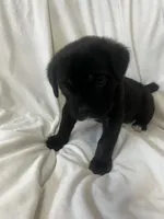 White Girl, a female Cane Corso for sale in Fort Worth, TX – Photo 6 of 8
