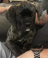 Yellow Girl, a female Cane Corso for sale in Fort Worth, TX – Photo 1 of 8