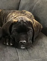 Yellow Girl, a female Cane Corso for sale in Fort Worth, TX – Photo 2 of 8