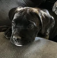 Yellow Girl, a female Cane Corso for sale in Fort Worth, TX – Photo 5 of 8
