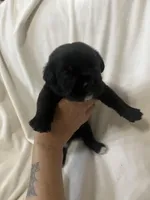 White Girl, a male Cane Corso for sale in Fort Worth, TX – Photo 1 of 6