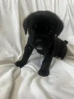 White Girl, a female Cane Corso for sale in Fort Worth, TX – Photo 5 of 8