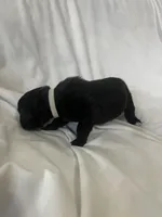 White Girl, a male Cane Corso for sale in Fort Worth, TX – Photo 5 of 6