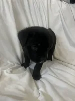White Girl, a female Cane Corso for sale in Fort Worth, TX – Photo 8 of 8