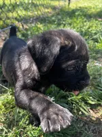White Girl, a female Cane Corso for sale in Fort Worth, TX – Photo 3 of 8