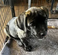 Yellow Girl, a female Cane Corso for sale in Fort Worth, TX – Photo 8 of 8
