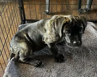 Yellow Girl, a female Cane Corso for sale in Fort Worth, TX – Photo 6 of 8