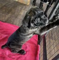 Yellow Girl, a female Cane Corso for sale in Fort Worth, TX – Photo 7 of 8
