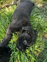 White Girl, a female Cane Corso for sale in Fort Worth, TX – Photo 2 of 8