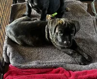 Yellow Girl, a female Cane Corso for sale in Fort Worth, TX – Photo 4 of 8