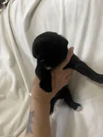 White Girl, a male Cane Corso for sale in Fort Worth, TX – Photo 3 of 6