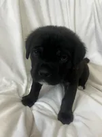 White Girl, a female Cane Corso for sale in Fort Worth, TX – Photo 7 of 8