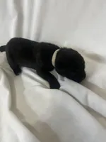 White Girl, a male Cane Corso for sale in Fort Worth, TX – Photo 4 of 6