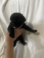 White Girl, a male Cane Corso for sale in Fort Worth, TX – Photo 2 of 6