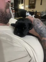 Purple Girl, a female Cane Corso for sale in Fort Worth, TX – Photo 1 of 7