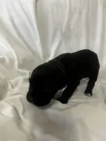 Purple Girl, a female Cane Corso for sale in Fort Worth, TX – Photo 7 of 7