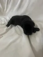 Purple Girl, a female Cane Corso for sale in Fort Worth, TX – Photo 4 of 7