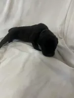 Purple Girl, a female Cane Corso for sale in Fort Worth, TX – Photo 5 of 7