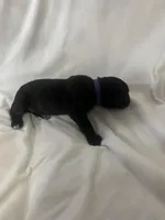 Purple Girl, a female Cane Corso for sale in Fort Worth, TX – Photo 6 of 7