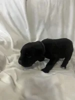 Purple Girl, a female Cane Corso for sale in Fort Worth, TX – Photo 3 of 7