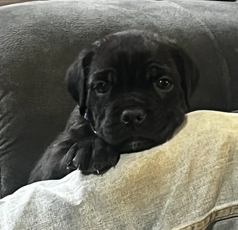 Purple Girl – Cane Corso puppy on hold in Fort Worth, TX