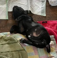 Orange Boy, a male Cane Corso for sale in Fort Worth, TX – Photo 4 of 10