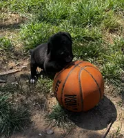Orange Boy, a male Cane Corso for sale in Fort Worth, TX – Photo 8 of 10