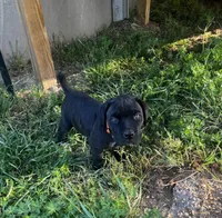Orange Boy, a male Cane Corso for sale in Fort Worth, TX – Photo 2 of 10