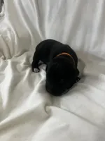 Orange Boy, a male Cane Corso for sale in Fort Worth, TX – Photo 3 of 8