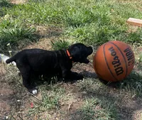 Orange Boy, a male Cane Corso for sale in Fort Worth, TX – Photo 5 of 10