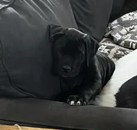 Orange Boy, a male Cane Corso for sale in Fort Worth, TX – Photo 6 of 10