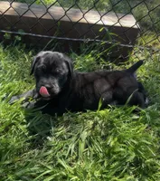 Orange Boy, a male Cane Corso for sale in Fort Worth, TX – Photo 7 of 10