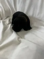 Orange Boy, a male Cane Corso for sale in Fort Worth, TX – Photo 7 of 8