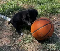 Orange Boy, a male Cane Corso for sale in Fort Worth, TX – Photo 9 of 10