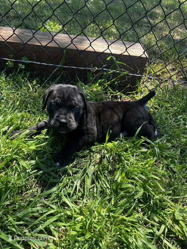 Orange Boy – Cane Corso puppy for sale in Fort Worth, TX
