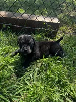 Orange Boy, a male Cane Corso for sale in Fort Worth, TX – Photo 3 of 10