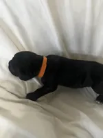 Orange Boy, a male Cane Corso for sale in Fort Worth, TX – Photo 4 of 8