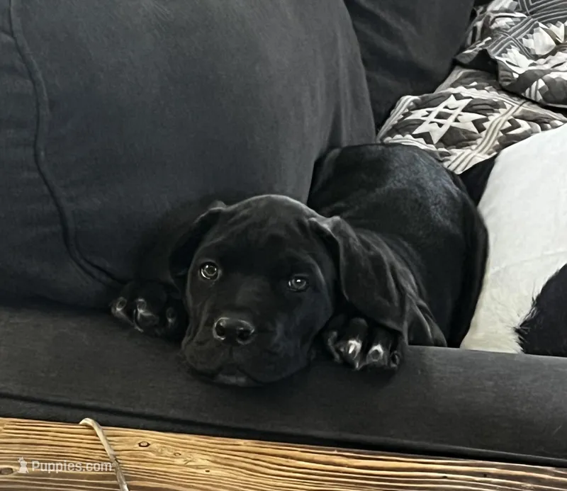 Orange Boy – Cane Corso puppy for sale in Fort Worth, TX