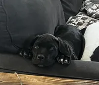 Orange Boy, a male Cane Corso for sale in Fort Worth, TX – Photo 1 of 10