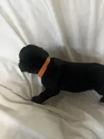 Orange Boy, a male Cane Corso for sale in Fort Worth, TX – Photo 5 of 8