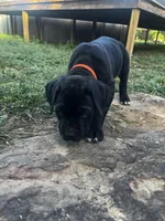 Orange Boy, a male Cane Corso for sale in Fort Worth, TX – Photo 10 of 10
