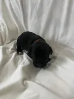 Orange Boy, a male Cane Corso for sale in Fort Worth, TX – Photo 2 of 8