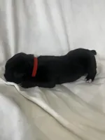 Red Girl, a male Cane Corso for sale in Fort Worth, TX – Photo 3 of 7