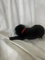 Red Girl, a male Cane Corso for sale in Fort Worth, TX – Photo 7 of 7