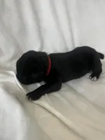 Red Girl, a male Cane Corso for sale in Fort Worth, TX – Photo 6 of 7