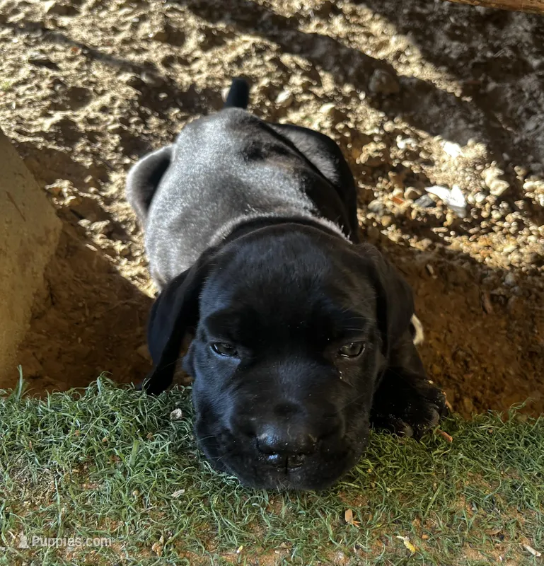 Red Girl – Cane Corso puppy for sale in Fort Worth, TX